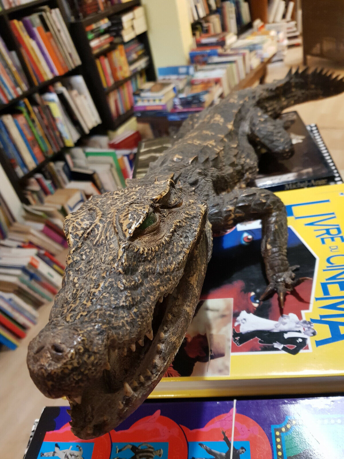 Caïman nain empaillé - Croco - Taxidermie