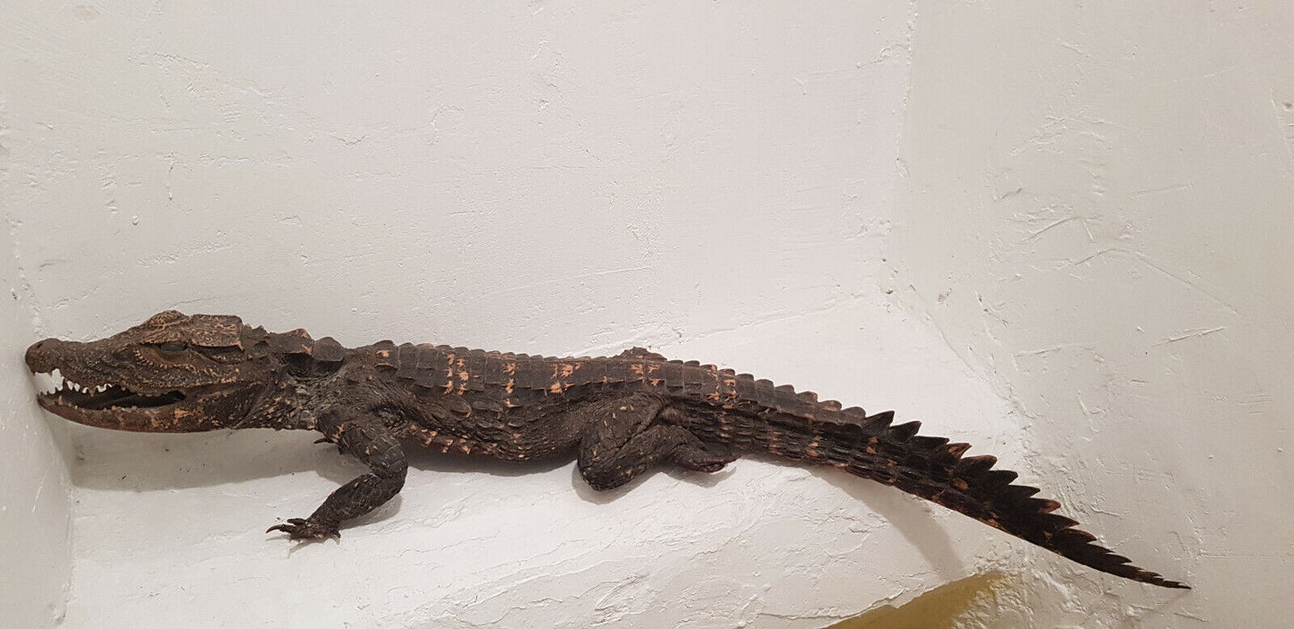 Caïman nain empaillé - Croco - Taxidermie